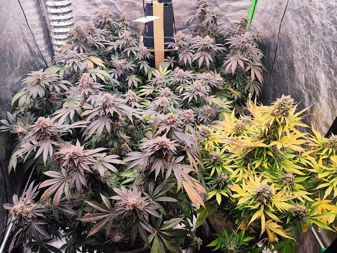 Growreport Bild 46