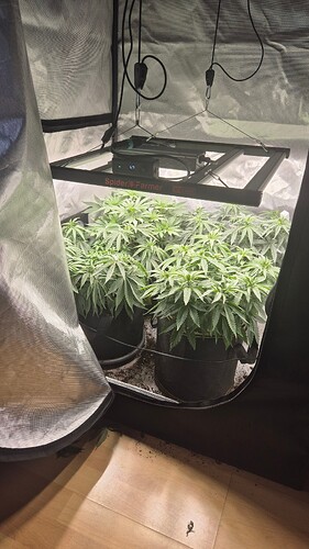 Growreport Bild 5