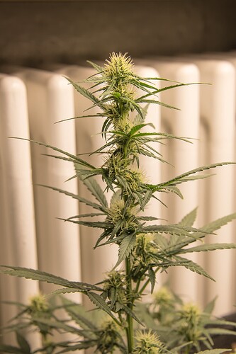 Growreport Bild 5