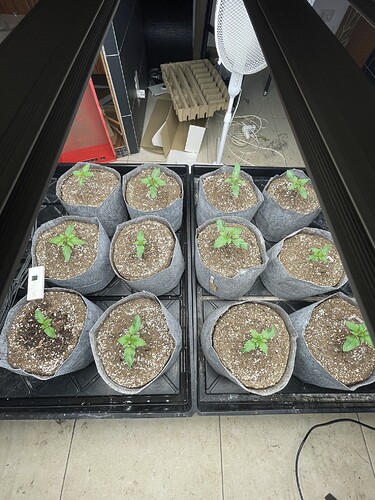 Growreport Bild 1