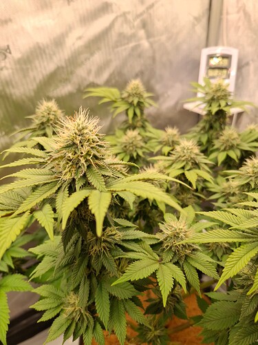 Growreport Bild 5