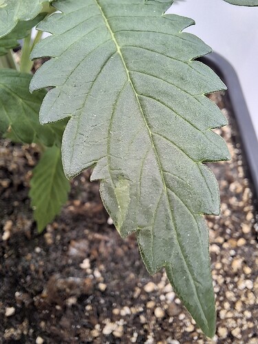 Growreport Bild 31