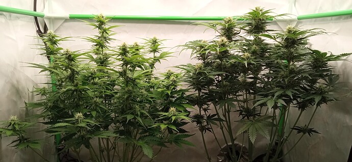 Growreport Bild 2