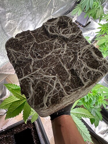 Growreport Bild 47