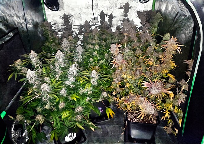 Growreport Bild 34