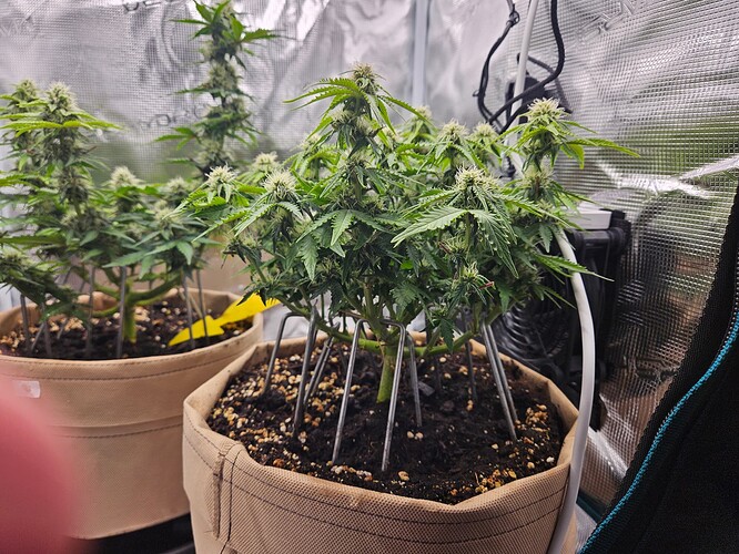 Growreport Bild 79