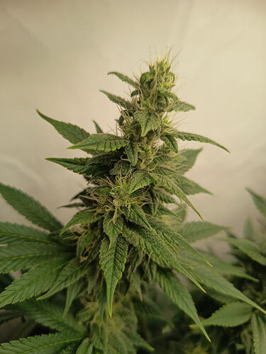 Growreport Bild 28