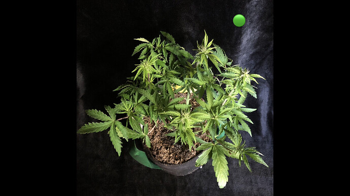 Growreport Bild 19
