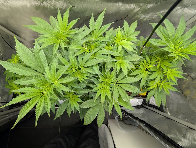 Growreport Bild 1