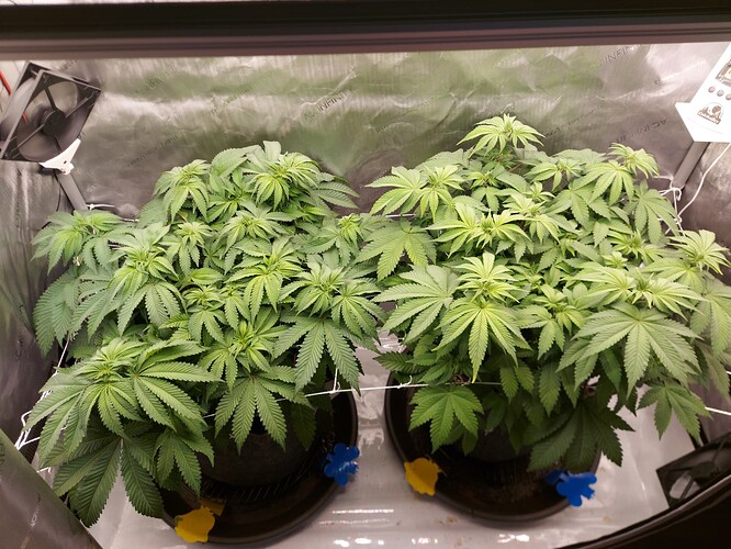 Growreport Bild 1