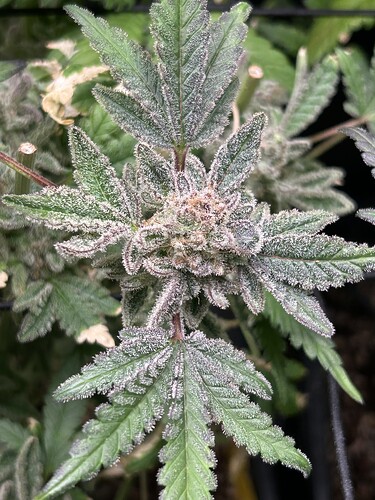 Growreport Bild 66