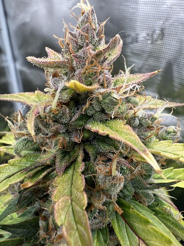Growreport Bild 22