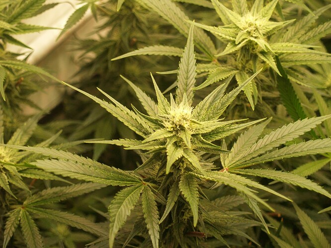 Growreport Bild 1
