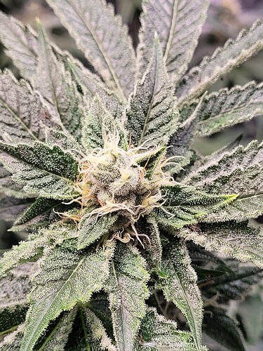 Growreport Bild 3