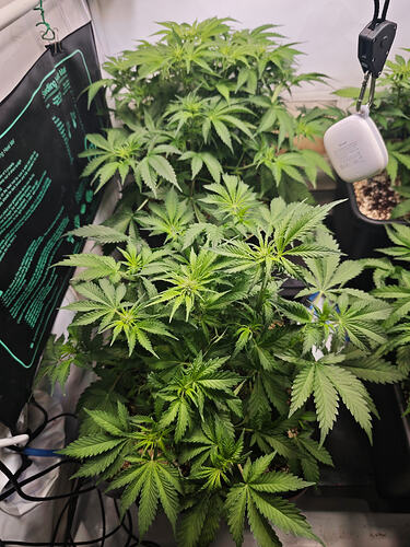 Growreport Bild 27