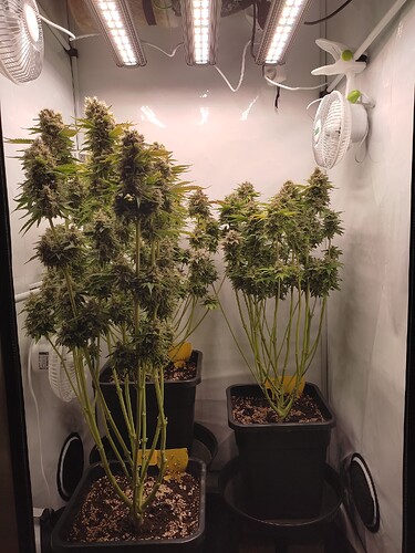 Growreport Bild 48