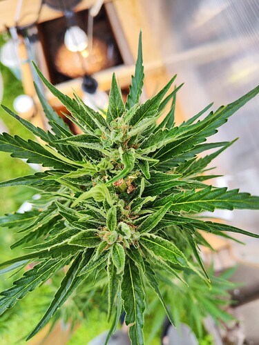 Growreport Bild 6