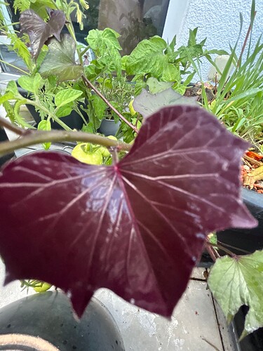 Growreport Bild 25