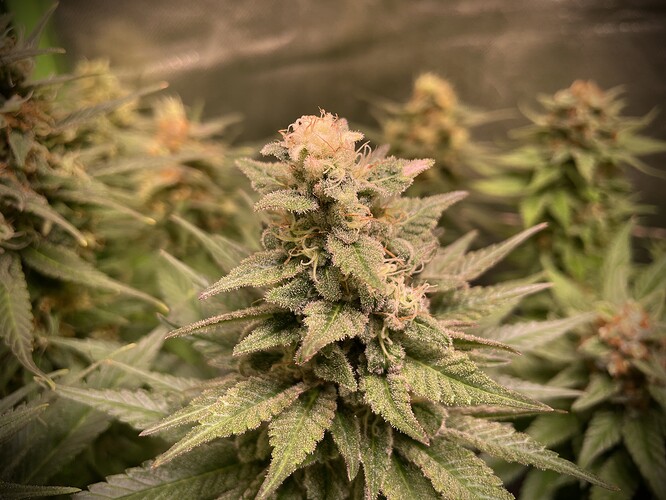 Growreport Bild 12