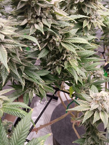 Growreport Bild 18