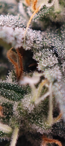 Screenshot_2024-08-03-13-51-23-138_com.miui.gallery