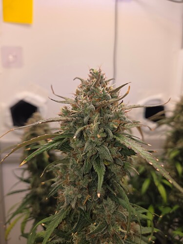 Growreport Bild 12