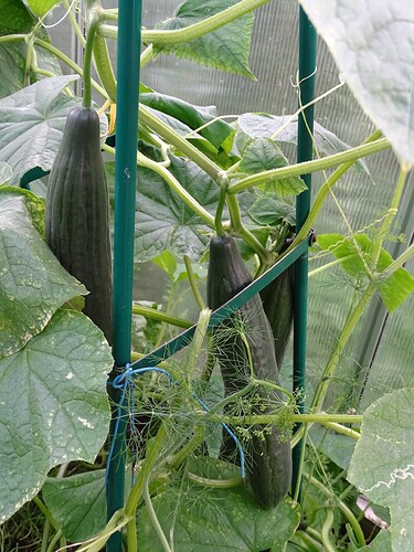 Growreport Bild 33