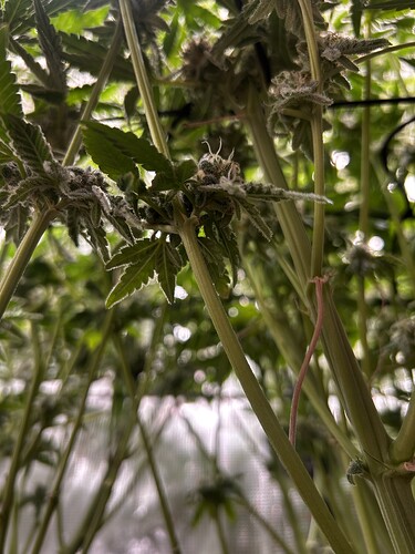 Growreport Bild 62
