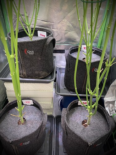 Growreport Bild 4