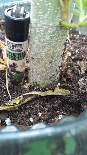 Growreport Bild 18