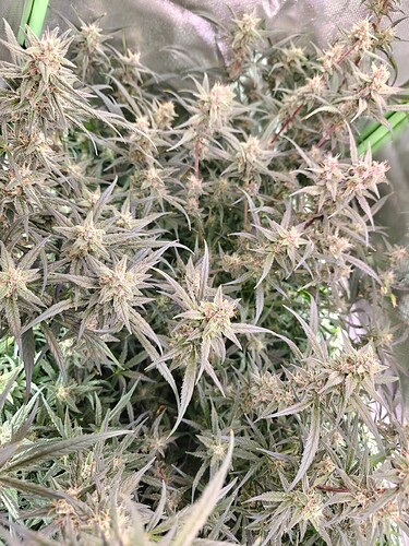 Growreport Bild 1