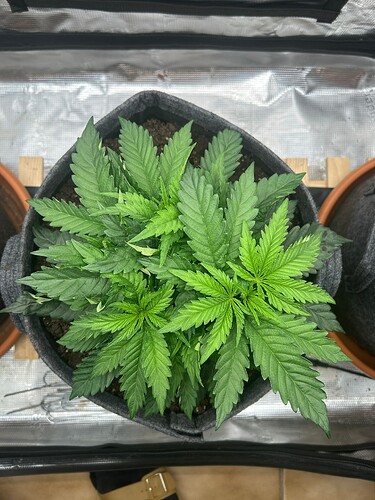 Growreport Bild 3