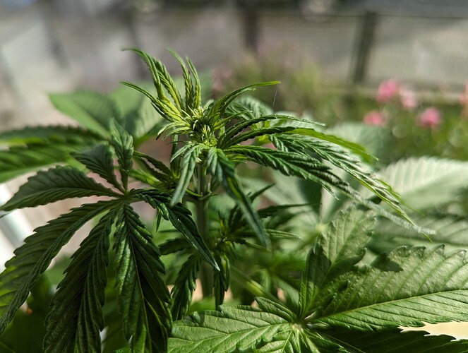 PXL_20240523_163316976