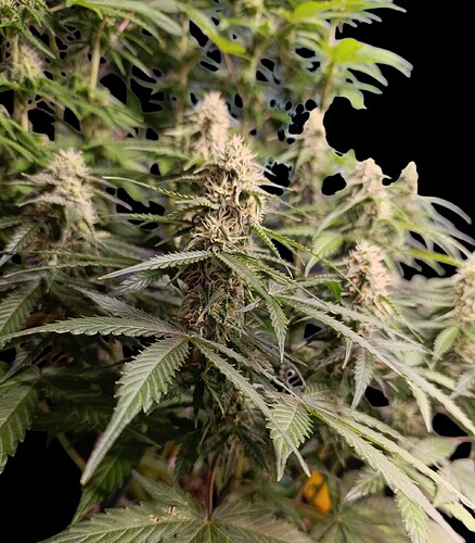 Growreport Bild 9