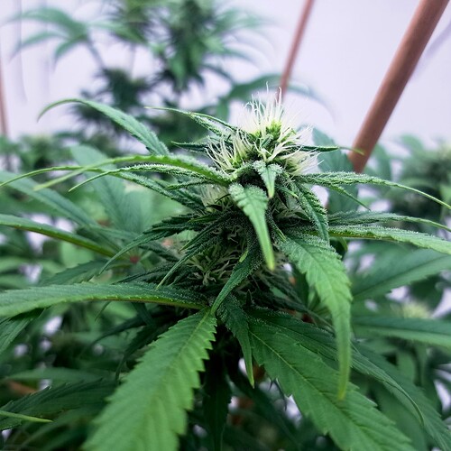 Growreport Bild 4