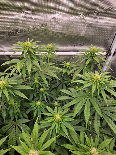 Growreport Bild 5