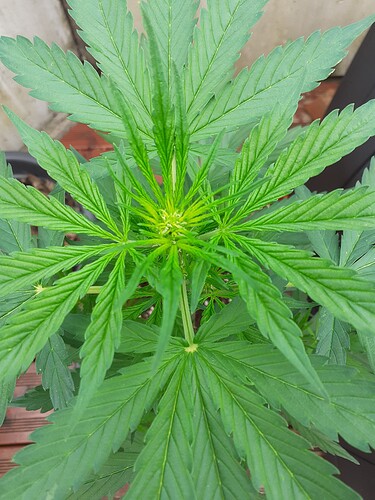 Growreport Bild 43