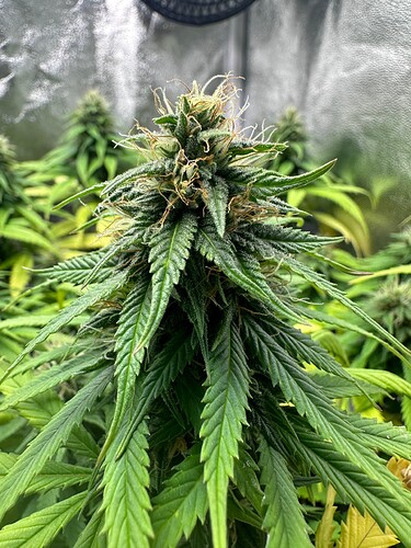 Growreport Bild 35