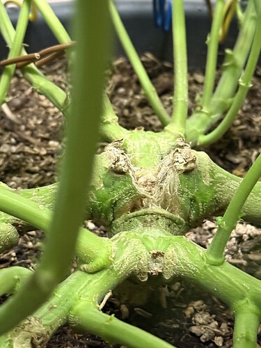 Growreport Bild 25