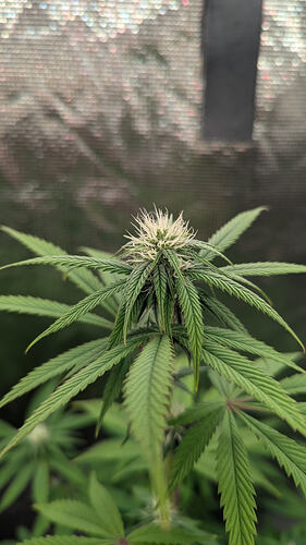 Growreport Bild 8