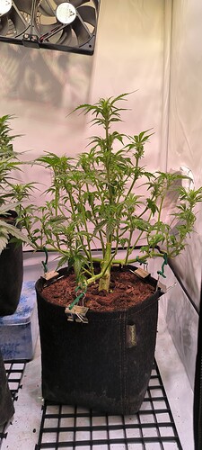 Growreport Bild 3