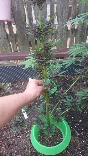 Growreport Bild 19