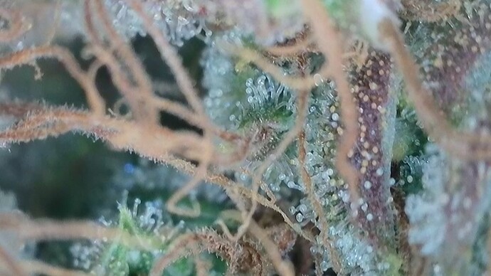 Growreport Bild 21