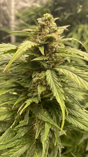 Nahaufnahme eines Cannabis-Buds in der Blütephase.