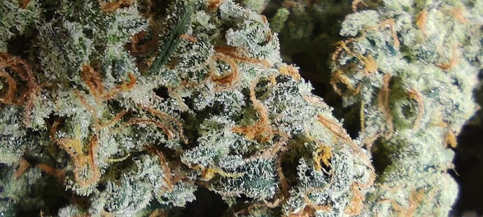 Growreport Bild 25
