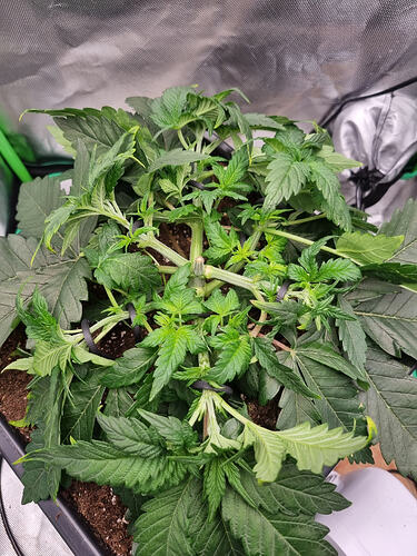 Growreport Bild 9