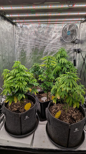 Vier Cannabis-Pflanzen in verschiedenen Wachstumsstadien in einem Growzelt, beleuchtet von LED-Lampen und belüftet von einem Ventilator.