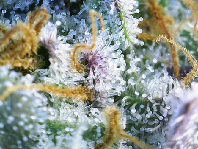 Growreport Bild 11