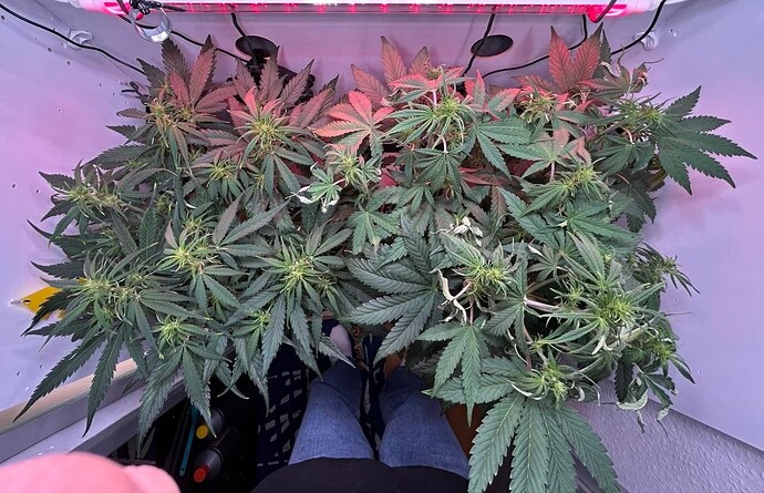 Growreport Bild 3