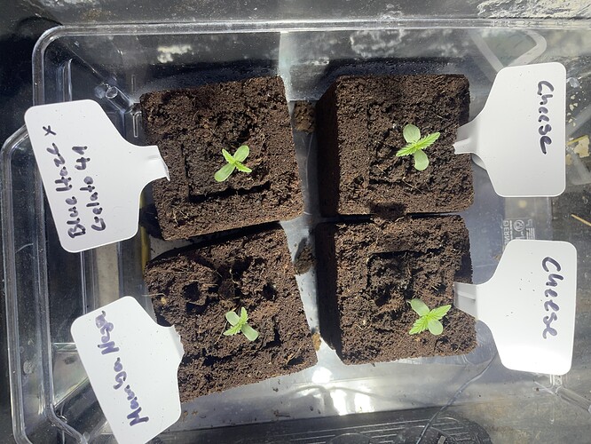 Growreport Bild 14
